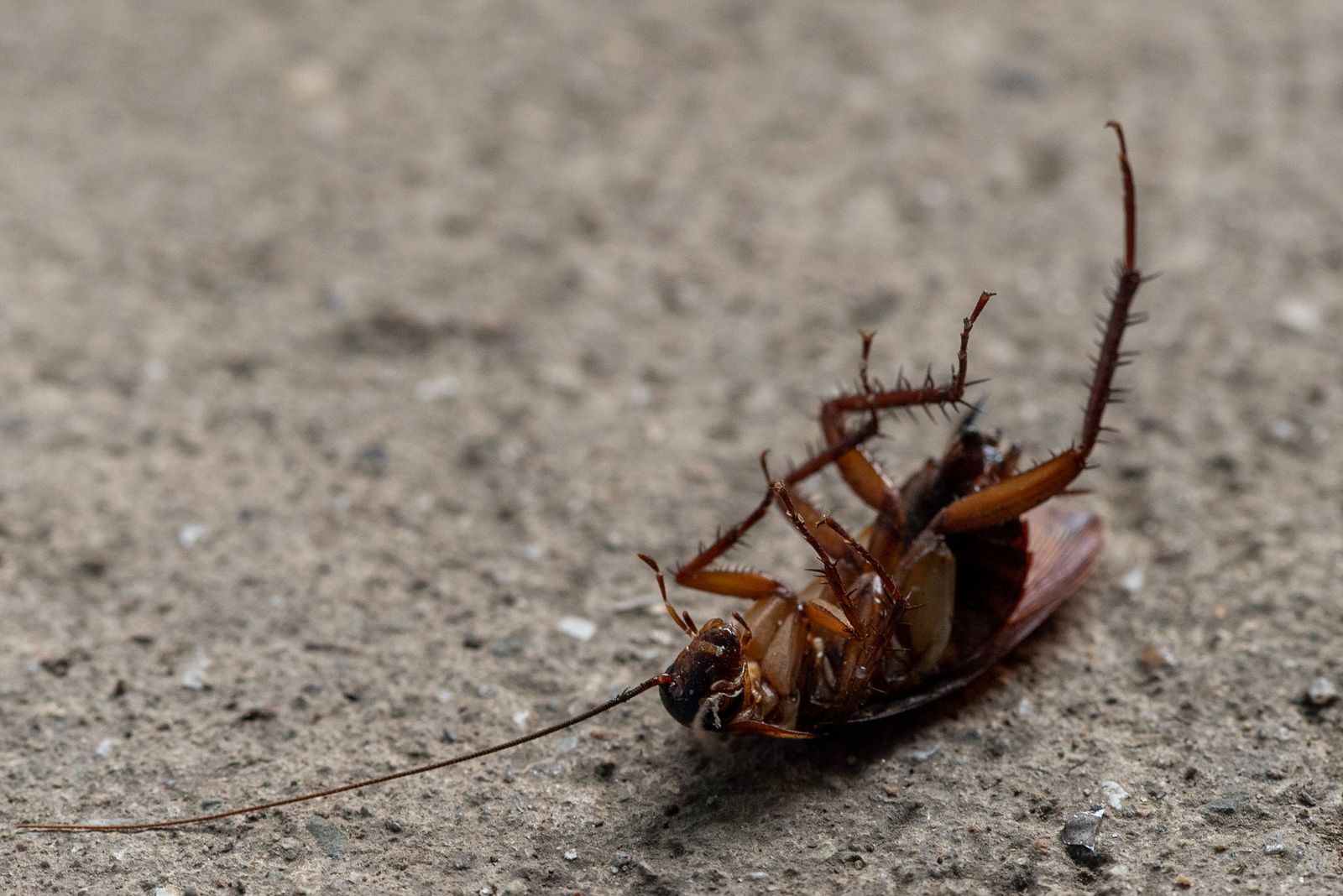 Close-up of a roach handled by a Lava Rock Pest Control treatment